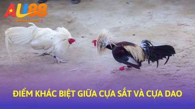 Điểm khác biệt giữa cựa sắt và cựa dao